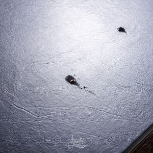 Epiphone Electric Guitar Case B-Stock